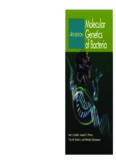 Molecular Genetics of Bacteria, 4th Edition