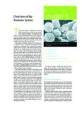 Kuby Immunology