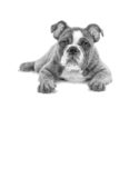 The Art of Drawing Animals: Discover all the techniques you need to know to draw amazingly lifelike